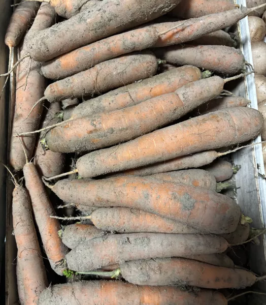 Carottes non lavées