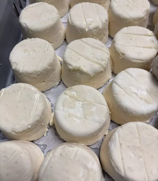 Fromage de chèvre FRAIS